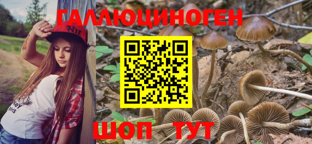 Черняховск  Псилоцибиновые грибы Psilocybe  Вход с VPN  Галлюциногенные грибы MAGIC MUSHROOMS 